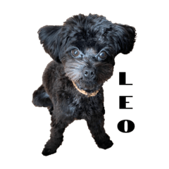 LEO-202302