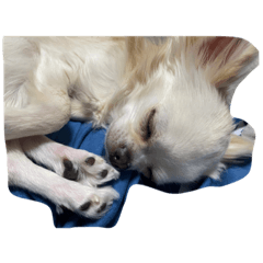 ninnkimono_20230203151649