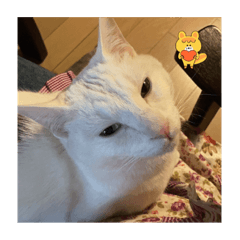 tommy_20230204100223