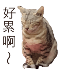 豹貓娜娜的日常