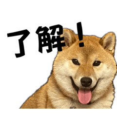 shibainu_sora