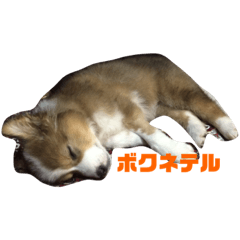 chiyo_20230203163621