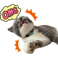 cat british shorthair stamp