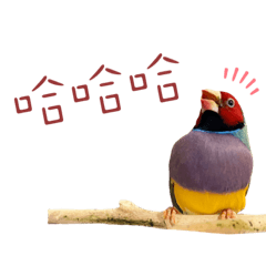 跳跳鳥兒