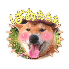 Shiba_inu kai