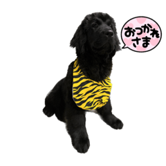 RAMちゃん♡ニューファンドランド犬(4ヶ月)