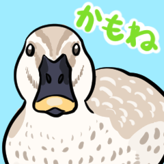 Wonderful duck