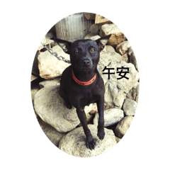台灣正土狗