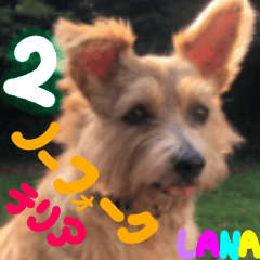 Norfolk terrier LANA 2