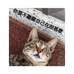 Cat Daily 貓咪日常