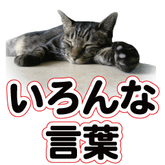 日本の可愛い猫達