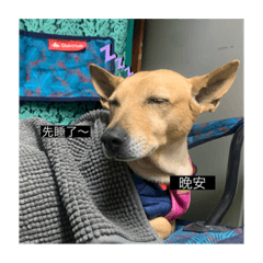 日常用語篇（狗狗）