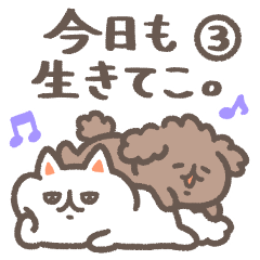 Persian cat and toy poodle 3