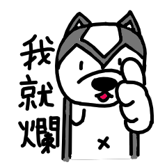 哈士奇哈奇 日常3