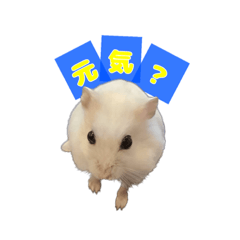 真っ白ハムちゃん