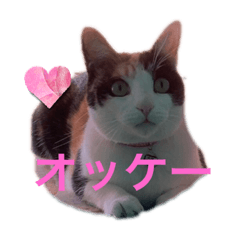 Shiho_20230205191646