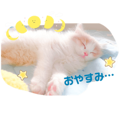 Cute cat sister's Lili aud Popo Sticker