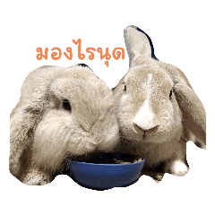 bunny_20230205213352