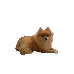 Pomeranian_pink