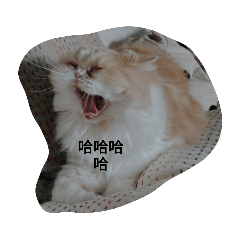 四寶們的日常貼圖