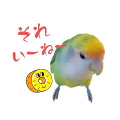 Bird  the Namu