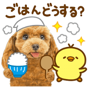 Cute dog 014 poodle