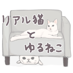 Real cats & Yuru cats