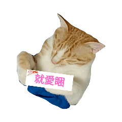 阿麥麥日常