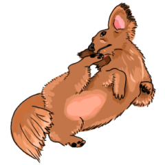 ミニチュアダックスフンド　足の短い犬