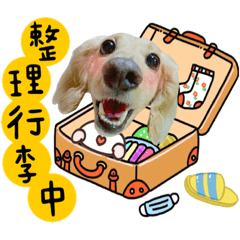 臘腸狗豆豆49♡活力滿滿♡