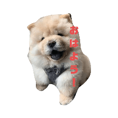 chow dog greeting