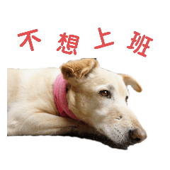 阿布與哈嚕