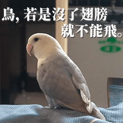 鳥弟的小鳥1