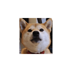 柴犬秋天的樹葉動畫片