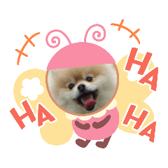 kuu_pomeranian