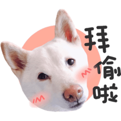 白柴啾啾