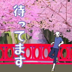 cherry blossoms and sanshin goat