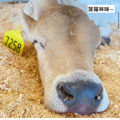 哞哞生活日常1.0更新