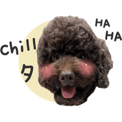 巧克力貴賓 吳小Q