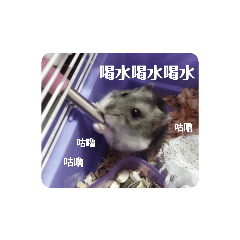 倉鼠當中的三線鼠