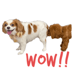 Macaron daily sticker