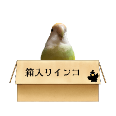 Bird the Namu 3