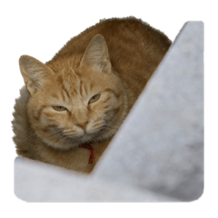 Island cats