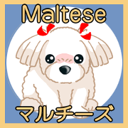 Maltese Maltese Ver8