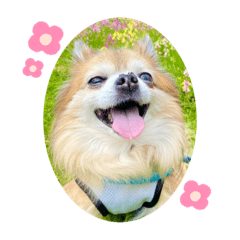 momochai_20230209202405