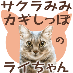 Sticker of a bobtail cat - photo