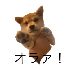 rahmen taro_20230210000100