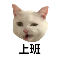 動物星球的動物呀