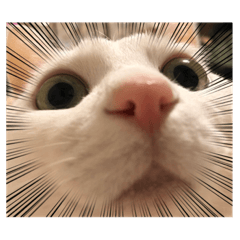 minorin_20230211084933