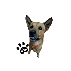 Odie 99